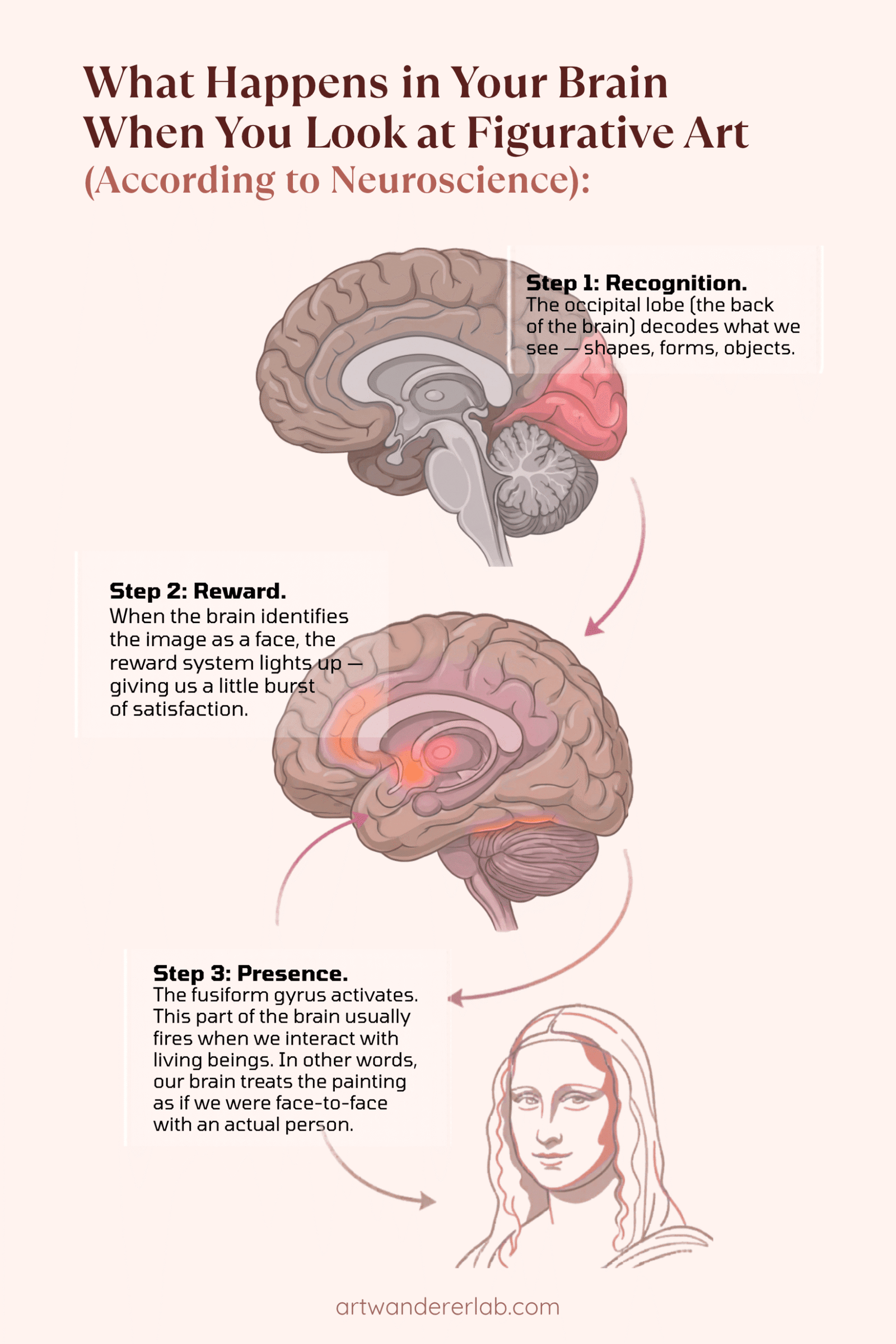 Infographic showing the three-stage brain response to figurative art: recognition in the occipital lobe, reward system activation, and fusiform gyrus engagement.